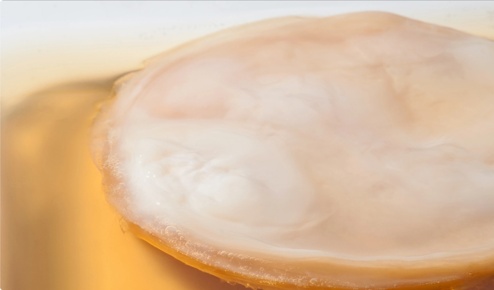 kombucha