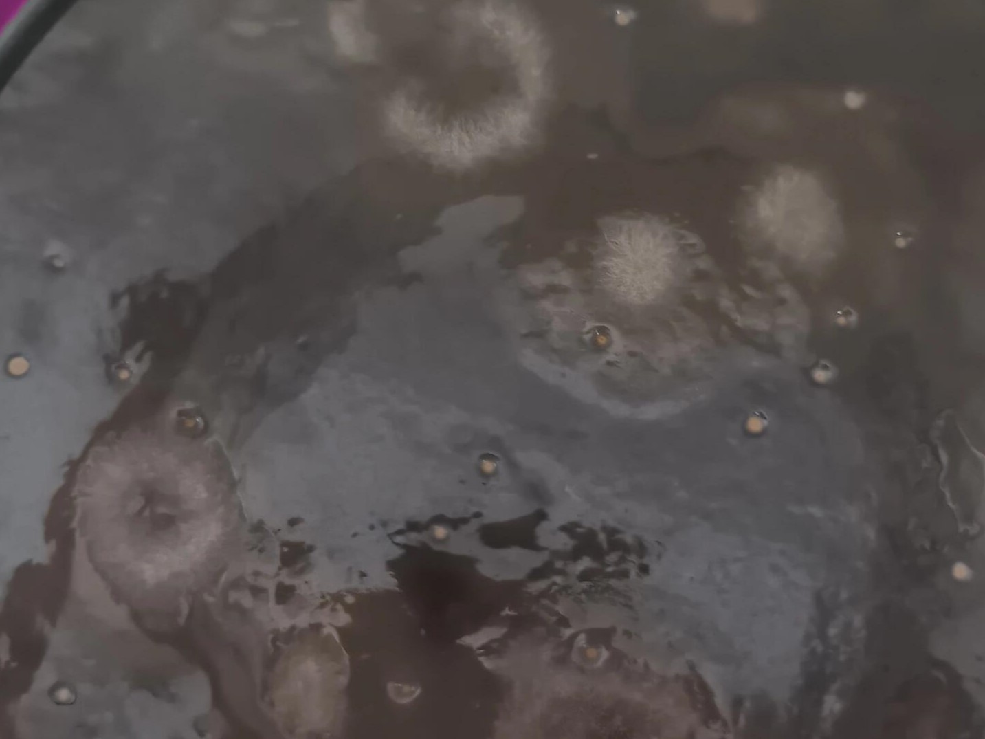 mold in kombucha brewing