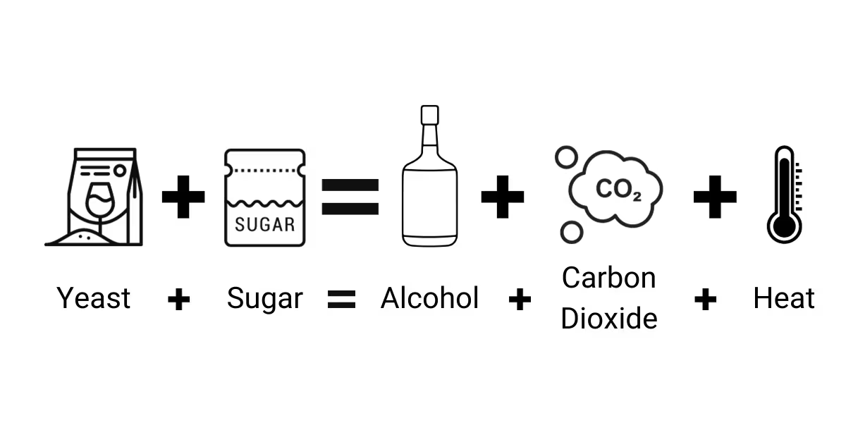 fermentation process